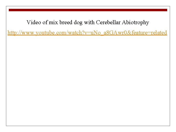 Video of mix breed dog with Cerebellar Abiotrophy http: //www. youtube. com/watch? v=u. No_a