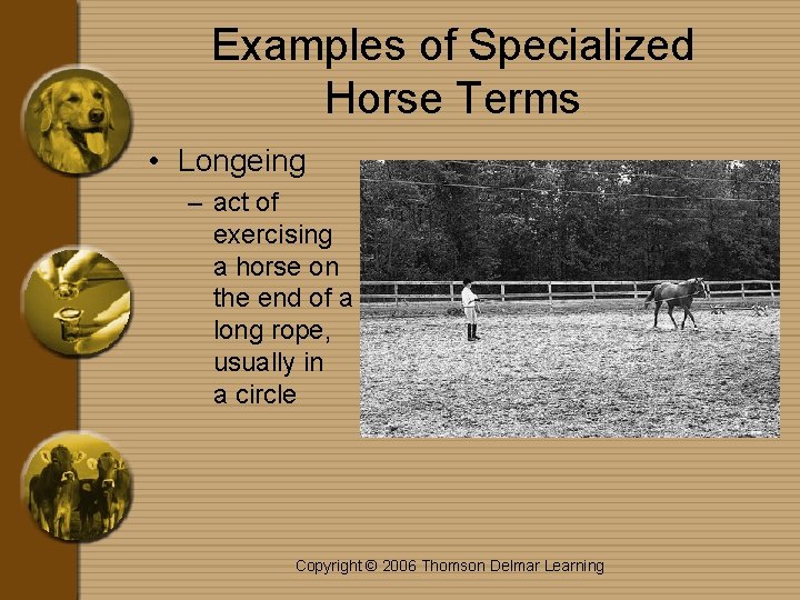 Examples of Specialized Horse Terms • Longeing – act of exercising a horse on