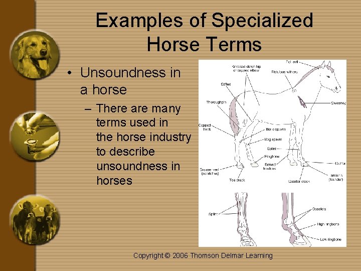 Examples of Specialized Horse Terms • Unsoundness in a horse – There are many