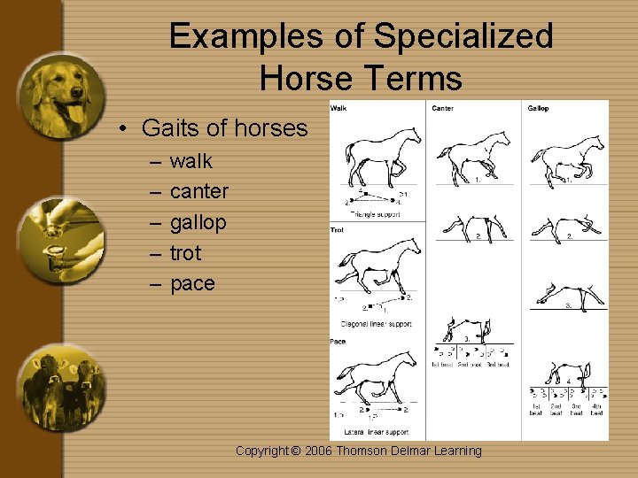 Examples of Specialized Horse Terms • Gaits of horses – – – walk canter