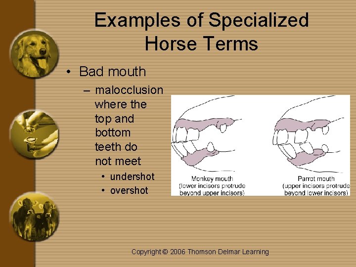 Examples of Specialized Horse Terms • Bad mouth – malocclusion where the top and