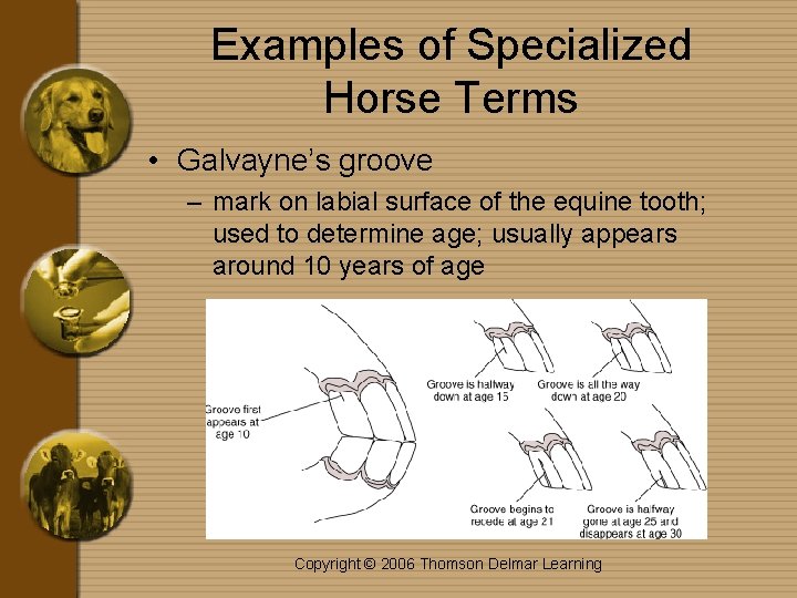 Examples of Specialized Horse Terms • Galvayne’s groove – mark on labial surface of