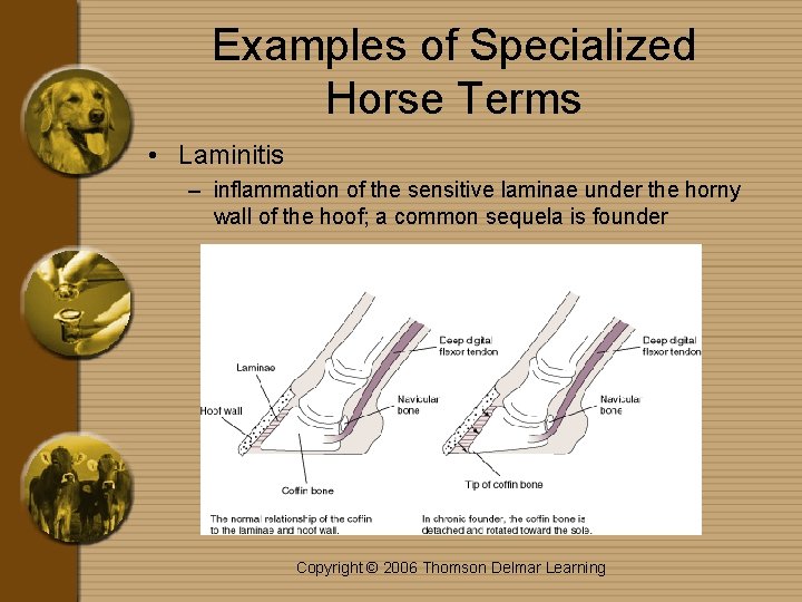 Examples of Specialized Horse Terms • Laminitis – inflammation of the sensitive laminae under