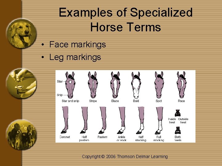 Examples of Specialized Horse Terms • Face markings • Leg markings Copyright © 2006