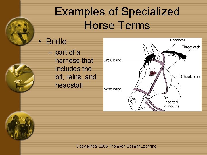 Examples of Specialized Horse Terms • Bridle – part of a harness that includes