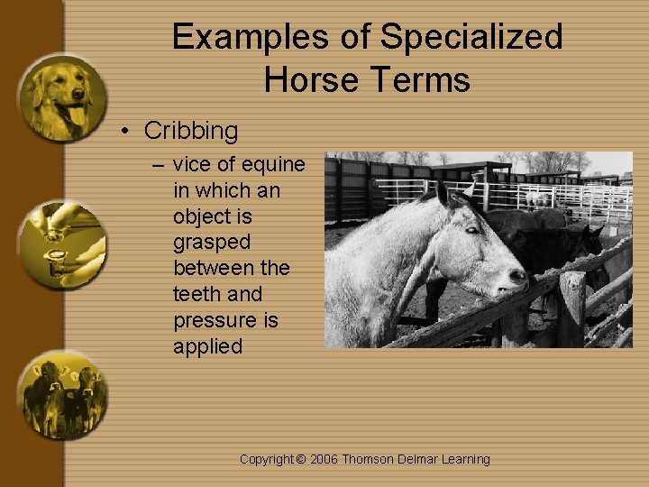 Examples of Specialized Horse Terms • Cribbing – vice of equine in which an