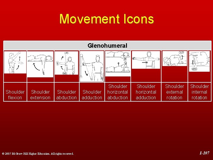 Movement Icons Glenohumeral Shoulder flexion extension Shoulder abduction adduction © 2007 Mc. Graw-Hill Higher