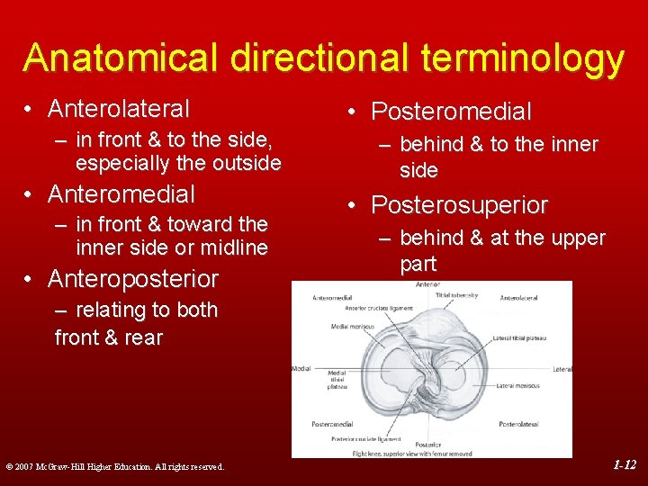 Anatomical directional terminology • Anterolateral – in front & to the side, especially the