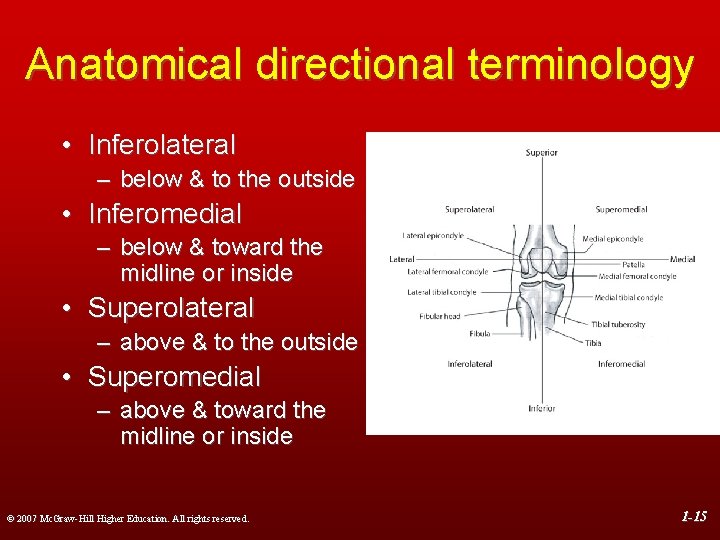 Anatomical directional terminology • Inferolateral – below & to the outside • Inferomedial –