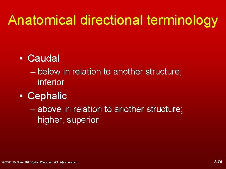 Anatomical directional terminology • Caudal – below in relation to another structure; inferior •