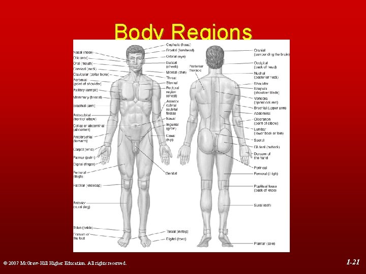 Body Regions © 2007 Mc. Graw-Hill Higher Education. All rights reserved. 1 -21 