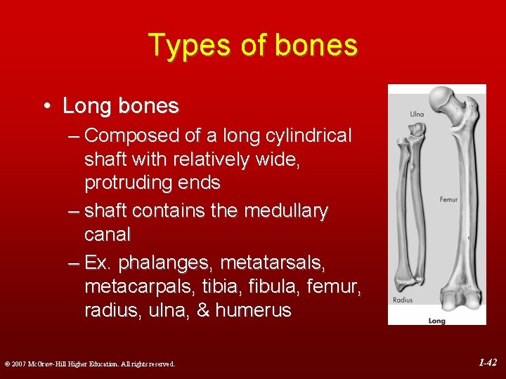 Types of bones • Long bones – Composed of a long cylindrical shaft with