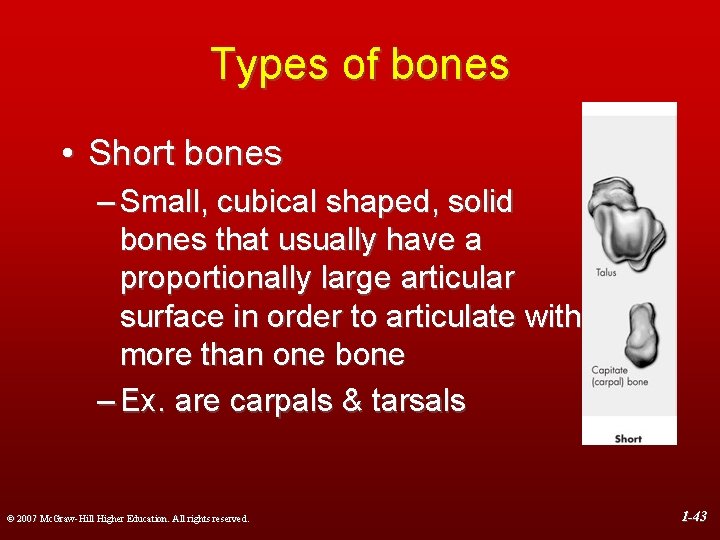 Types of bones • Short bones – Small, cubical shaped, solid bones that usually