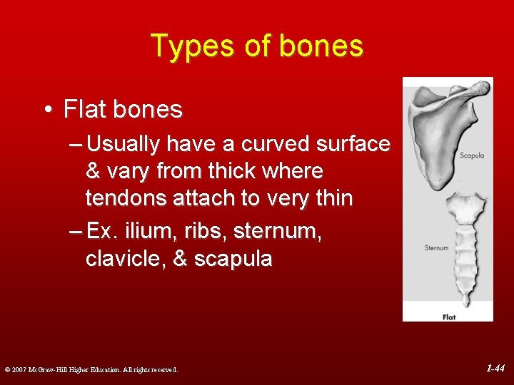 Types of bones • Flat bones – Usually have a curved surface & vary