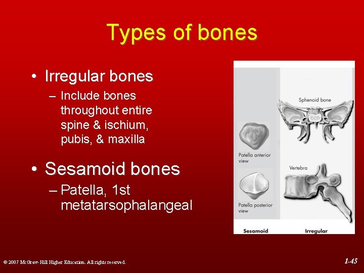 Types of bones • Irregular bones – Include bones throughout entire spine & ischium,