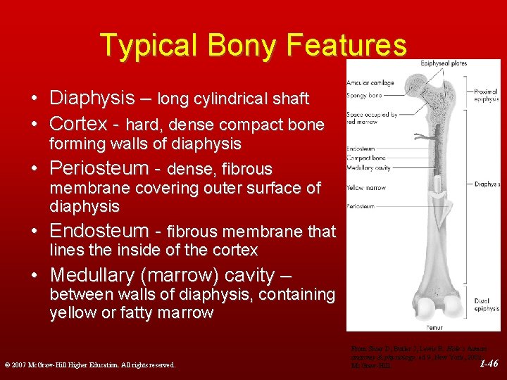 Typical Bony Features • Diaphysis – long cylindrical shaft • Cortex - hard, dense