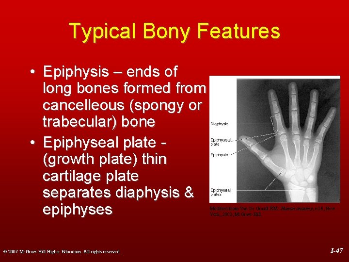 Typical Bony Features • Epiphysis – ends of long bones formed from cancelleous (spongy