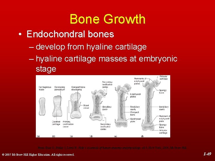 Bone Growth • Endochondral bones – develop from hyaline cartilage – hyaline cartilage masses