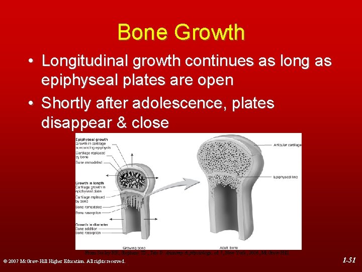 Bone Growth • Longitudinal growth continues as long as epiphyseal plates are open •