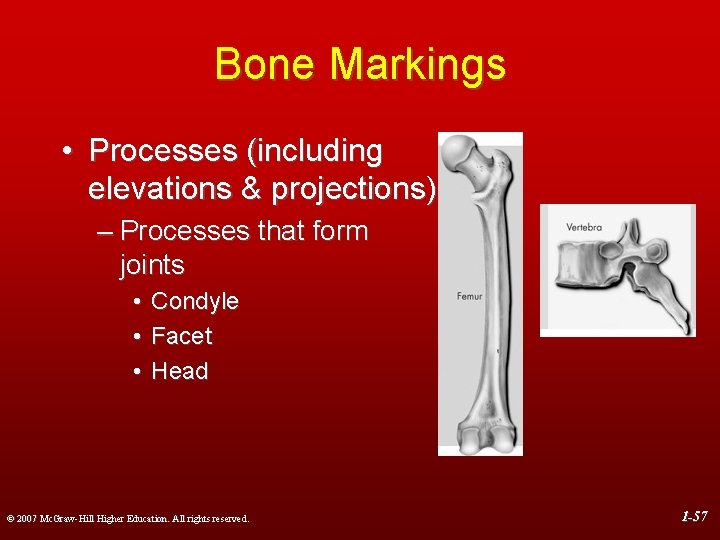 Bone Markings • Processes (including elevations & projections) – Processes that form joints •