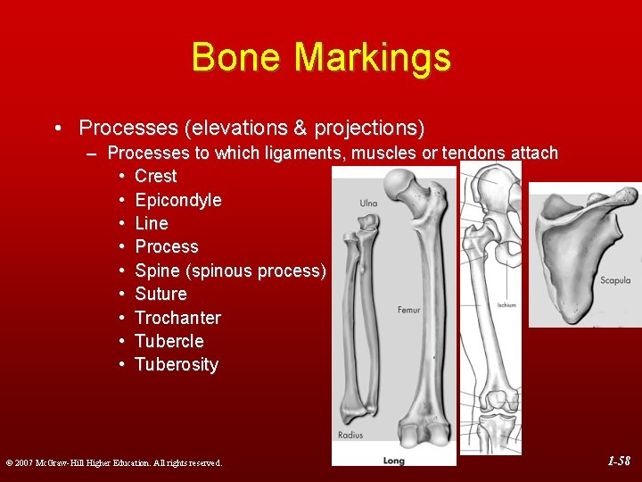 Bone Markings • Processes (elevations & projections) – Processes to which ligaments, muscles or