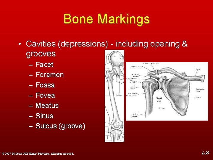 Bone Markings • Cavities (depressions) - including opening & grooves – – – –