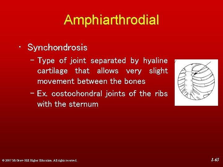 Amphiarthrodial • Synchondrosis – Type of joint separated by hyaline cartilage that allows very