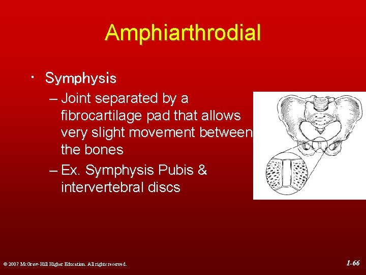 Amphiarthrodial • Symphysis – Joint separated by a fibrocartilage pad that allows very slight