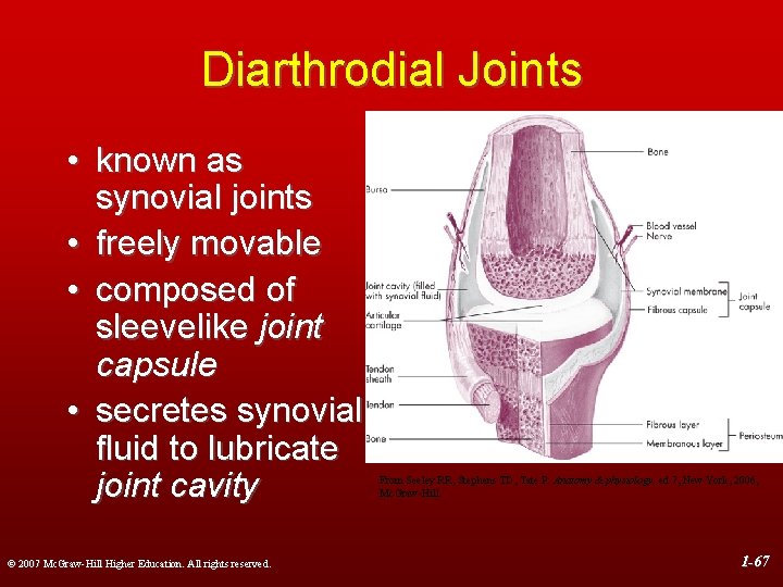Diarthrodial Joints • known as synovial joints • freely movable • composed of sleevelike