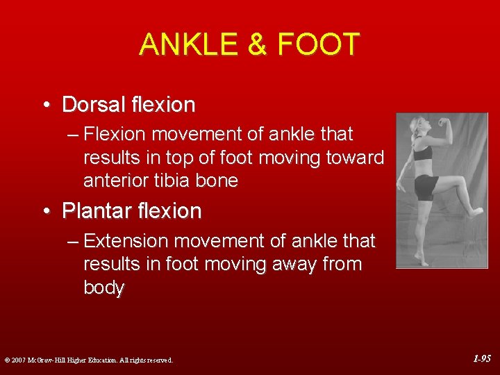 ANKLE & FOOT • Dorsal flexion – Flexion movement of ankle that results in