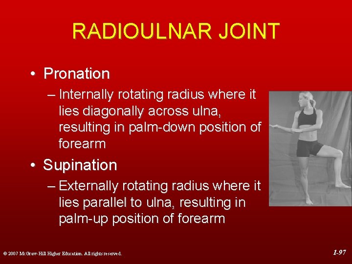 RADIOULNAR JOINT • Pronation – Internally rotating radius where it lies diagonally across ulna,