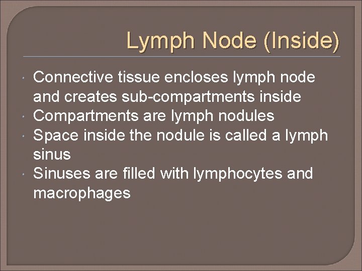 Lymph Node (Inside) Connective tissue encloses lymph node and creates sub-compartments inside Compartments are