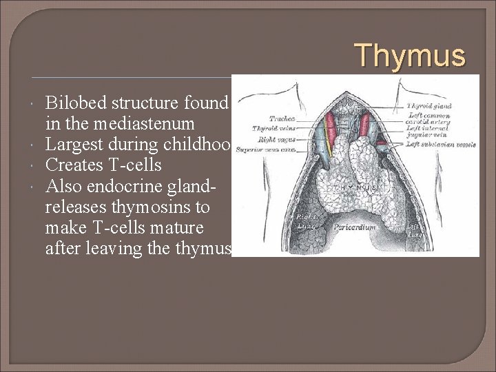 Thymus Bilobed structure found in the mediastenum Largest during childhood Creates T-cells Also endocrine