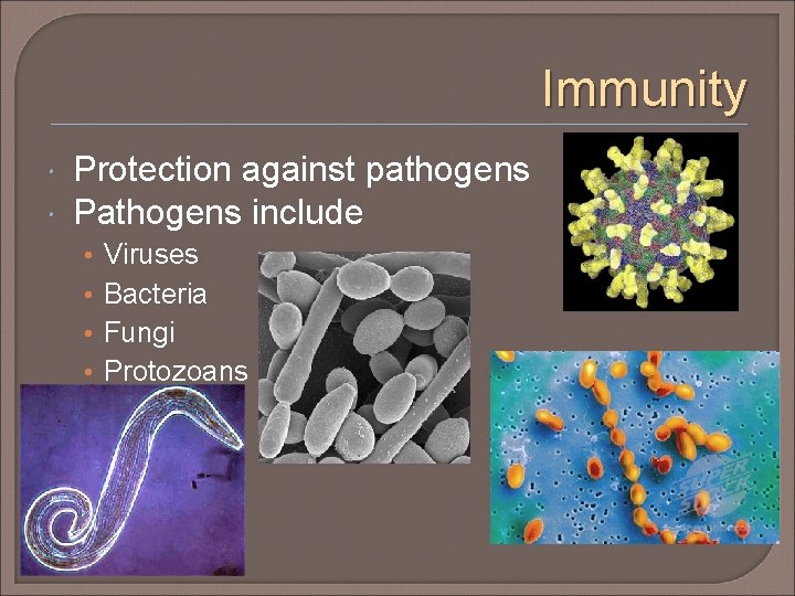 Immunity Protection against pathogens Pathogens include • • Viruses Bacteria Fungi Protozoans 
