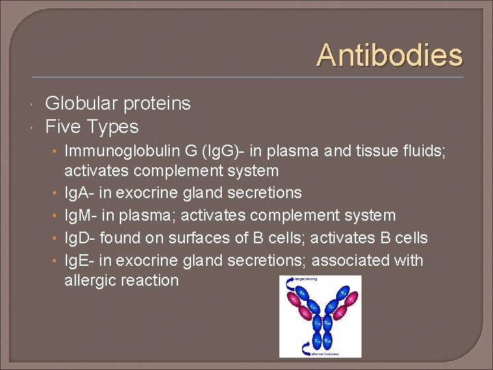 Antibodies Globular proteins Five Types • Immunoglobulin G (Ig. G)- in plasma and tissue