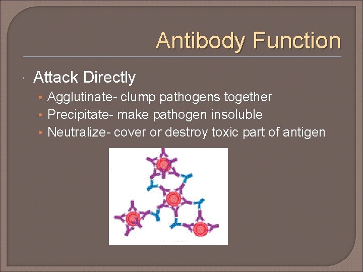 Antibody Function Attack Directly • Agglutinate- clump pathogens together • Precipitate- make pathogen insoluble