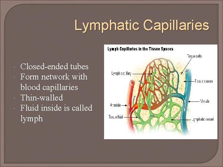 Lymphatic Capillaries Closed-ended tubes Form network with blood capillaries Thin-walled Fluid inside is called