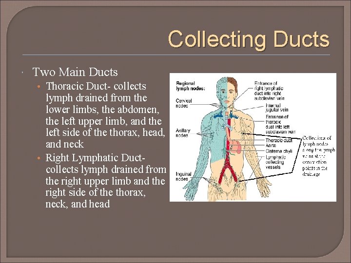 Collecting Ducts Two Main Ducts • Thoracic Duct- collects lymph drained from the lower