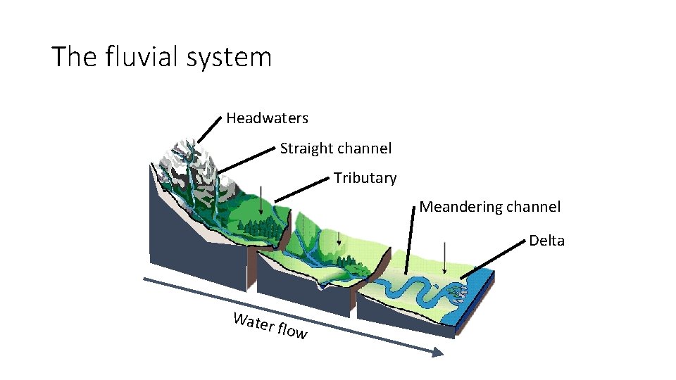 The fluvial system Headwaters Straight channel Tributary Meandering channel Delta Wate r flow 