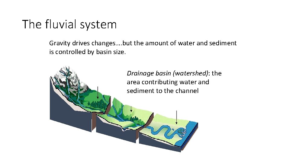The fluvial system Gravity drives changes…. but the amount of water and sediment is