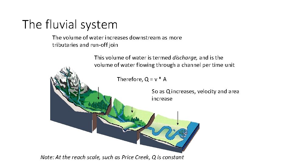 The fluvial system The volume of water increases downstream as more tributaries and run-off