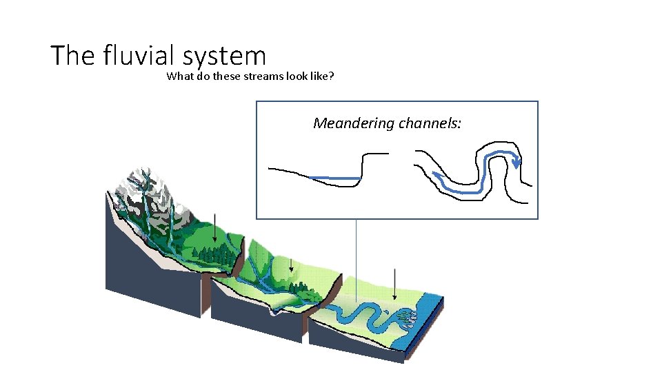 The fluvial system What do these streams look like? Meandering channels: 