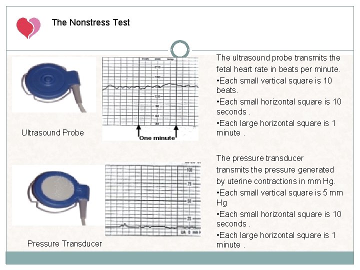 The Nonstress Test Ultrasound Probe Pressure Transducer The ultrasound probe transmits the fetal heart The Nonstress Test Ultrasound Probe Pressure Transducer The ultrasound probe transmits the fetal heart
