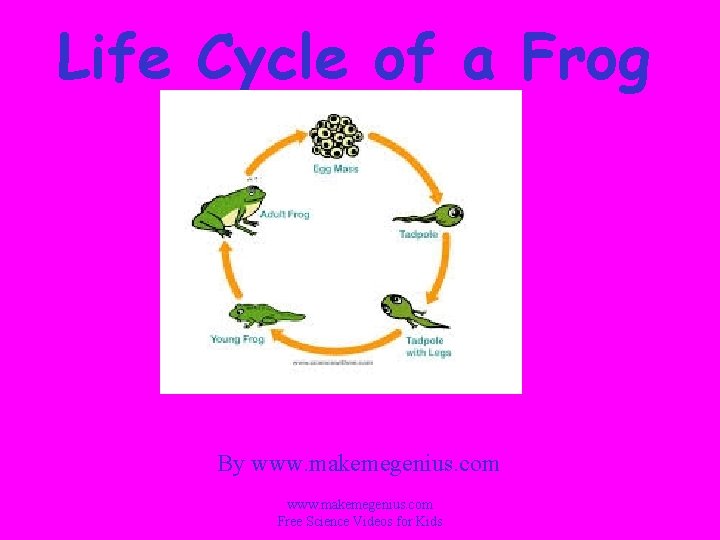 Life Cycle of a Frog By www. makemegenius. com Free Science Videos for Kids