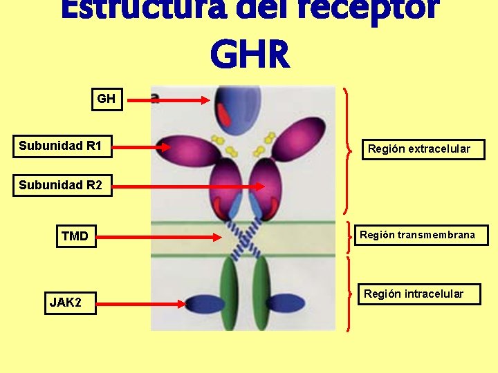 Estructura del receptor GHR GH Subunidad R 1 Región extracelular Subunidad R 2 TMD