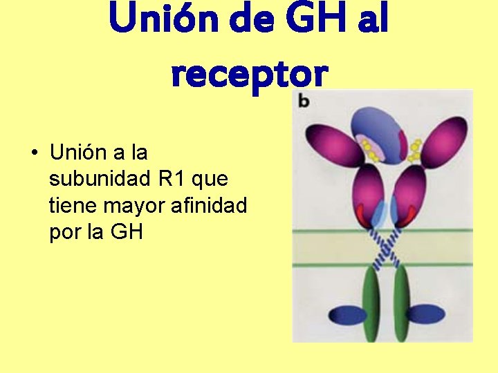 Unión de GH al receptor • Unión a la subunidad R 1 que tiene