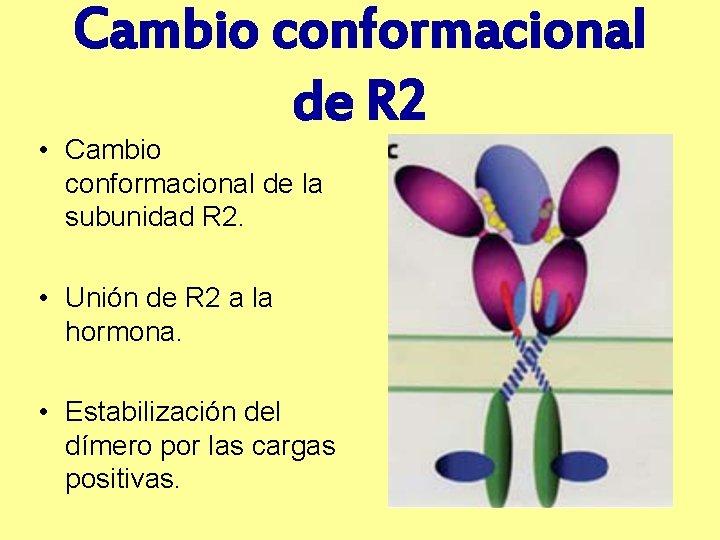 Cambio conformacional de R 2 • Cambio conformacional de la subunidad R 2. •
