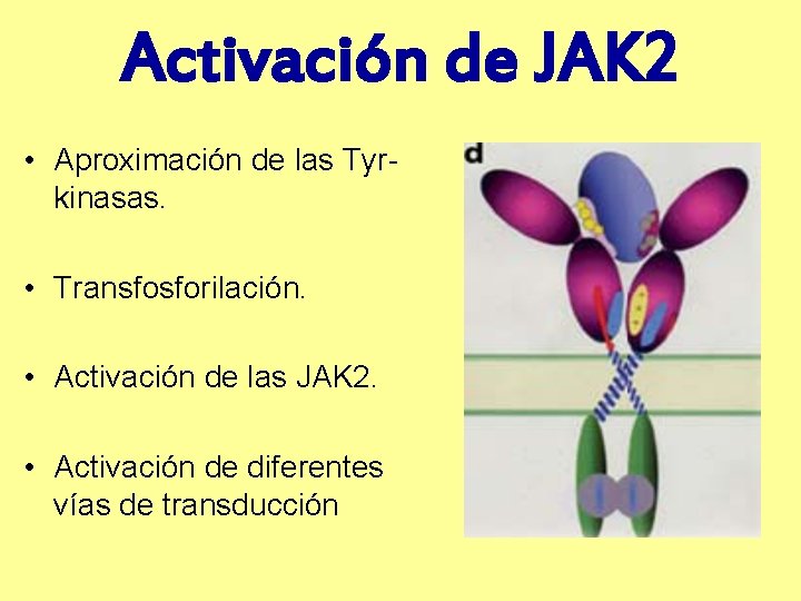 Activación de JAK 2 • Aproximación de las Tyrkinasas. • Transfosforilación. • Activación de
