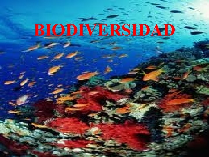 BIODIVERSIDAD 