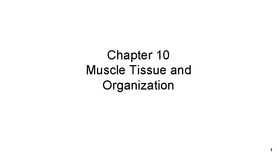 Chapter 10 Muscle Tissue and Organization 1 
